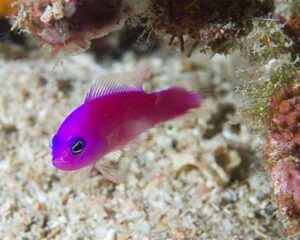 Purple Dottyback
