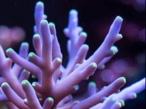 Purple Dragon Eyes Acro