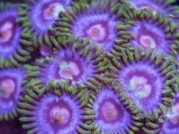 Purple Dragon Zoas