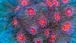 Purple Erkle Chalice