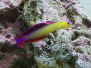 Purple Firefish