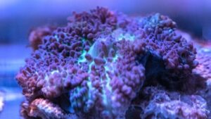 Purple Frilly Mushroom Rhodactis