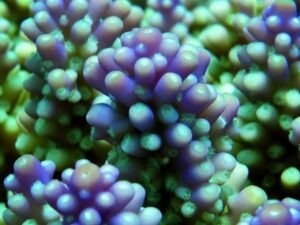 Purple Haze Granulosa Acropora