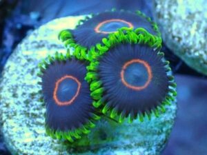 Purple Hearted Emeralds Zoas