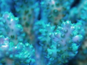 Purple Mint Acropora