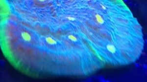 Purple Monster Chalice Pectinia