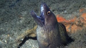 Purple Mouth Moray