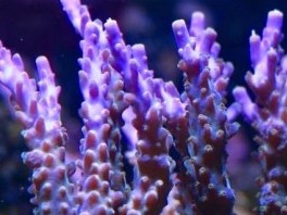 Purple Nana Acropora