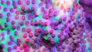 Purple People Eater Cyphastrea