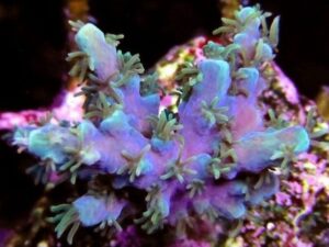 Purple Plasma Acropora
