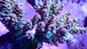 Purple Polyp Nasuta Acropora