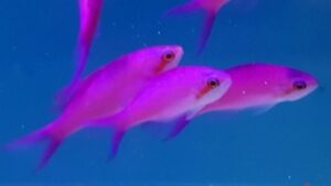 Purple Queen Anthias