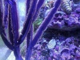 Purple Ribbon Gorgonian