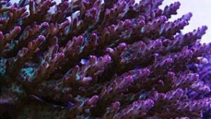 Purple Rose Acropora