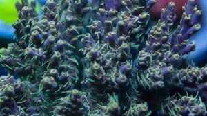 Purple Smoke Acropora