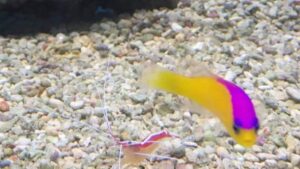 Purple Stripe Dottyback