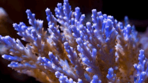 Purple Tip Nana Acropora