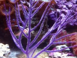 Purple Whip Gorgonian