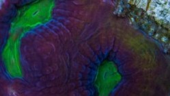 Purple and Green Favia