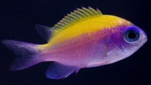 Purple and Yellow Sunshine Chromis
