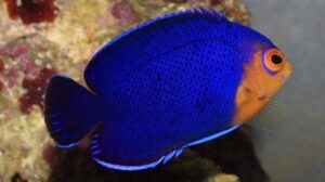 Pygmy Angelfish