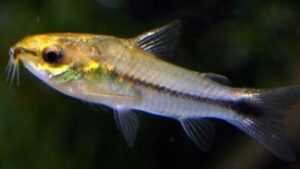 Pygmy corydoras