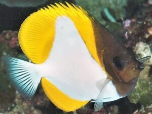 Pyramid Butterflyfish