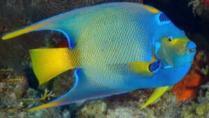 Queen Angelfish