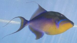 Queen Triggerfish