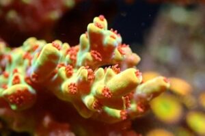 Wildfire Acropora
