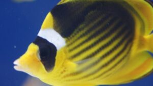 Raccoon Fasciatus Butterflyfish