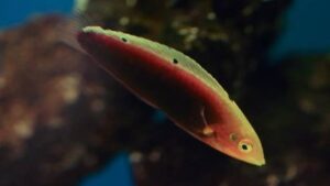 Radiant Wrasse