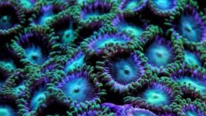 Radioactive Dragon Eye Zoas