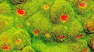 Radioactive Lizard Skin Chalice