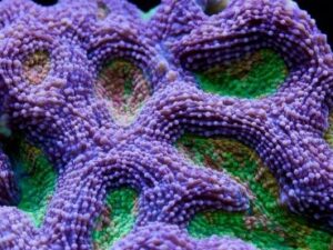 Rainbow Acan Echinata