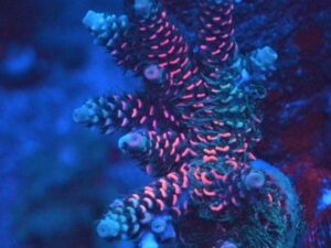 Rainbow Acropora