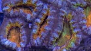 Rainbow Aussie Acan