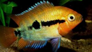 Rainbow Cichlid