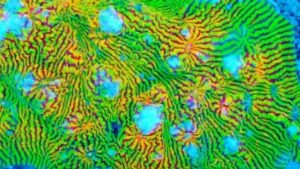 Rainbow Convict Chalice