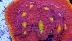 Rainbow Fuego Chalice