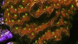 Rainbow Orange Leptastrea
