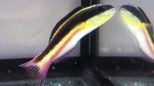 Paddlefin Wrasse