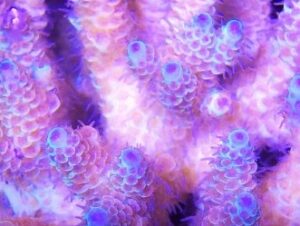 Rainbow prostrata Acropora