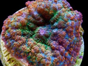 Rainbow Rhodactis