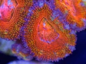 Rainbow Ring Acan