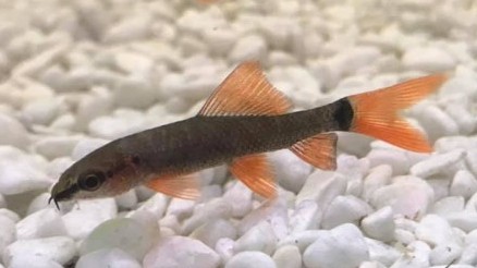 Rainbow Shark Care Guide