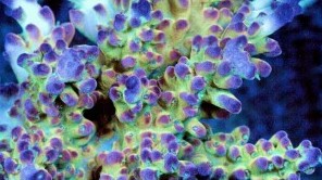 Rainbow Sherbert Acro