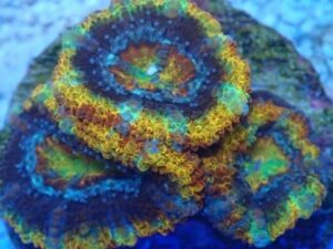 Rainbow Stripes Acan Lord
