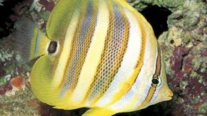 Rainfords Butterflyfish