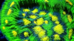 Raja Rampage Chalice